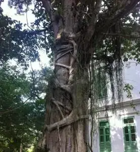 A nova versão do software deve ser igual a uma árvore estranguladora.